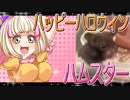 クロクマハムスターの日常。2