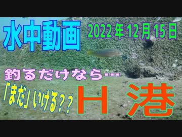 水中動画（2022年12月15日）in H港