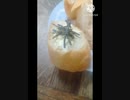フランスパンにいそ松葉あうよ傘無理やりもたせたがフランスパン違った降らんすまん