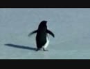 【衝撃映像】山を目指すペンギン【日本語字幕】