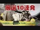 【 #フクロモモンガ 】2022年下半期のショート動画厳選！ #おはモモンガ #蜜袋鼯 #슈가글라이더 #フクモモ #sugerglide
