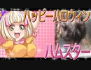 クロクマハムスターの日常。10