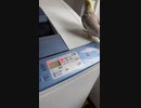 洗濯オカメインコ