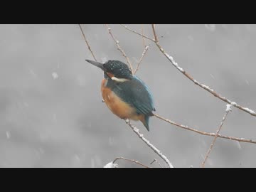 大雪のカワセミ