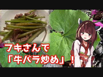 【思い切って野草を食べてみよう】#98 フキさんで「牛バラ炒め」！