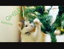猫の前でクリスマスツリー組み立ててみた結果がこちらです