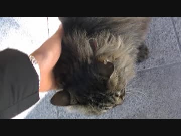 クリスマス、ぼっちだから、猫と触れ合ってきました。