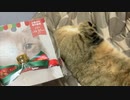 クリスマスするよ～