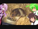 ハムスターを飼おう【結月ゆかり/東北きりたん/ずんだもん】