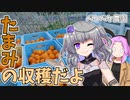 2022年12月24日　農作業日誌P488　クリスマスだけど出稼ぎでたまみの収穫をする　VOICEVOX
