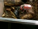 カブトムシ・赤と黒の闘い２