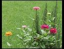 OVER ARM THROW  【ZINNIA】