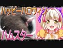クロクマハムスターの日常。25