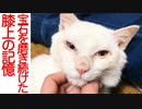 オッドアイの白たぬき、命を磨き続けた膝上