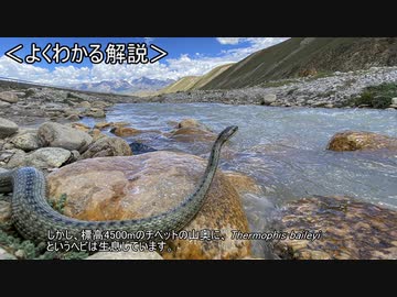 ゆっくり動物雑学「凍死と火傷の狭間で…」
