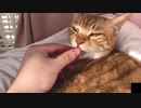 猫が指をベロンチョ