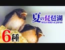 夏の琵琶湖で見た鳥6種
