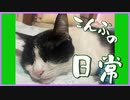 【実写】にゃんこの動画
