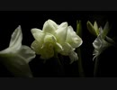 【疑似m@s】Everlasting Flowers