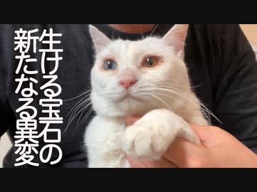 オッドアイの白たぬき、新たな異変が発覚する