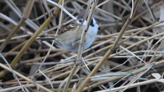 スズメがシジュウカラのマネ？