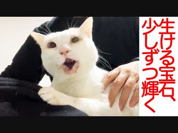 オッドアイの白たぬき、少しずつ輝きを取り戻す