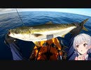 【VOICEROIDフィッシング】楽しいカヤックフィッシング #19 ブリ()
