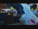 mooo