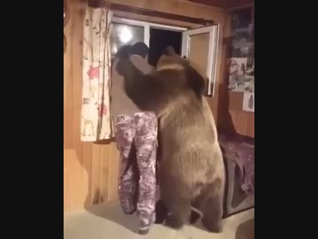 ホモと見る慰めてくれるクマ