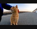 【Cat island】道端で膝の上に乗ってくる猫【猫島】