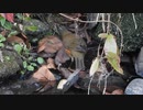 【鳥の捕食】冬の川で虫を探して食べるアカハラ