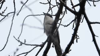 キュイキュイ可愛く鳴く鳥