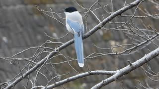 オナガの鳴き声