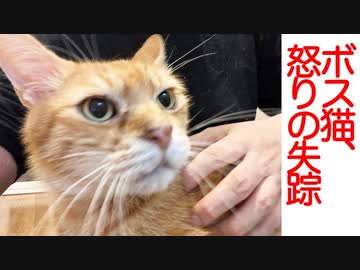 ボス猫、白たぬき復調の裏で姿を消す