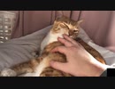 ペロペロする猫