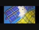眠れないTonight