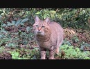 歳末パトロール実施中