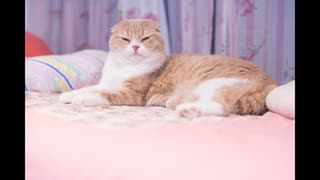 「猫カフェの日常」 feat.可不 くろP