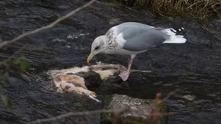 【閲覧注意】ネコ?を食べるカモメ