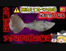 【2007年長崎】釣ったカワハギを調理して食べた男性 その後筋肉が溶けてしまう奇病を発症 間違えて毒をもつ魚を食べてしまっていた？『ブダイ・ソウシハギ食中毒』【ゆっくり解説】