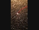 少し遅いですが花火をしました - from YouTube