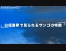 【石垣島】白保海岸のサンゴ紹介と巨大な理由を考察した