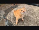 神社の階段下で寝転ぶ猫を撫でると上まで付いてくるようになった