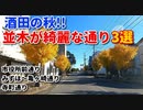 酒田の秋！！　並木がきれいな通り3選　市役所前通り　みずほ～亀ヶ崎通り　寺町通り　ドライブ　車載動画