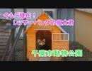 今もご健在！レッサーパンダの風太君(千葉市動物公園)