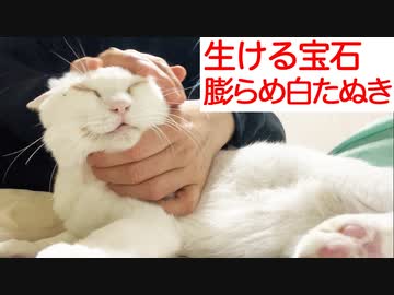 オッドアイの白たぬき、復帰を待つ仲間猫たち