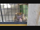大内山動物園