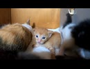 母乳が離れてショックを隠せない子猫！でも戻って来た！「かわいい」