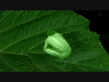 葉っぱの上で雨宿りをするカエル