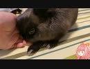 【ウサギ】うさうさざつだん　十二月号【琴葉茜】